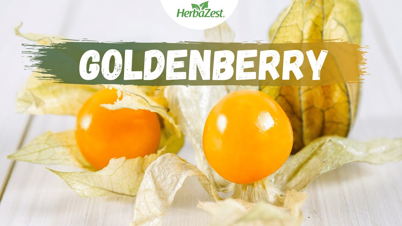 Goldenberry - Herbazest