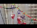 DIY Sugar Glider Cage