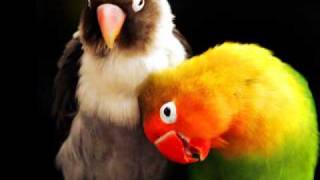 Madlib/Yesterday's New Quintet - Sunrays