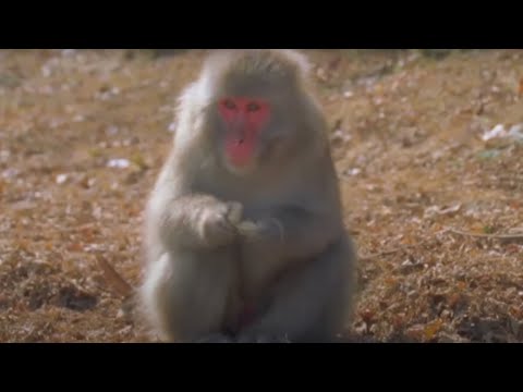 Animals Like Us - Animal Culture