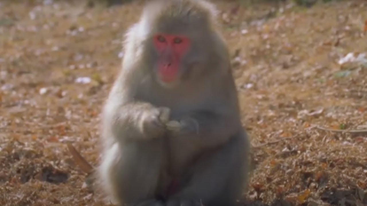 Animals Like Us – Animal Culture