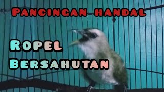 Download lagu Trucuk gacor alarm subuh | ropel bersahutan mp3