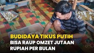 Menilik Budidaya Tikus Putih di Kota Padang, Peternak Bisa Raup Omzet hingga Rp 8 Juta per Bulan