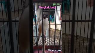 Download lagu Cendet Tengkek Buto #cendetviral# mp3