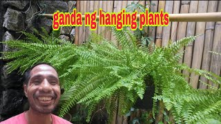 Hanging plant bagong alagaan