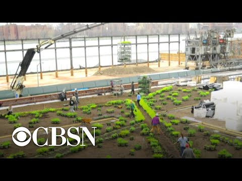 Brooklyn Grange Rooftop Farms' design-build arm cultivates green roof movement