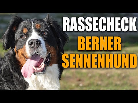 Berner Sennenhund - Rasseportrait, Rassebeschreibung, Rassecheck, Erziehung, Gesundheit, Charakter