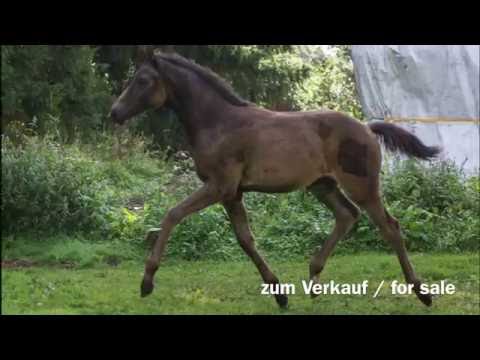 Stutfohlen 2016, Millennium x Don Kennedy x Sao Paulo