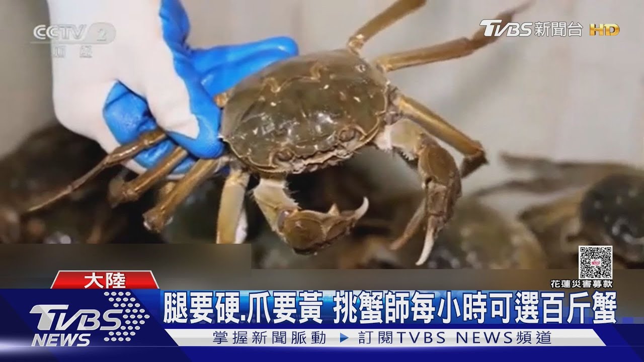捏蟹腿掀蟹肚！「這職業」月薪8.5萬　短缺上千人急徵