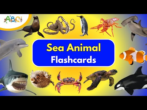 Sea Animals for Kids | Learn Sea Animals Names with Sea Animal Flashcards for Toddlers