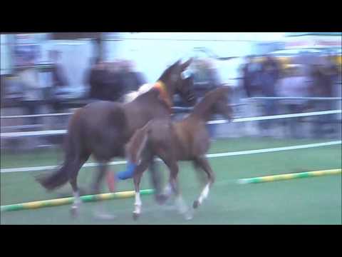 Vitali Baccarolo v. Vilancio - Fürst Heinrich - Bolero