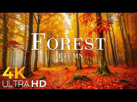 Enchanting Autumn Forests with Beautiful Piano Music🍁4K Autumn Ambience & Fall Foliage 🍁4K Video UHD
