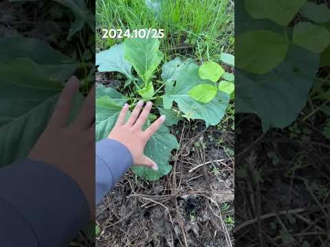 キャベツを黒い石鹸で処理する方法