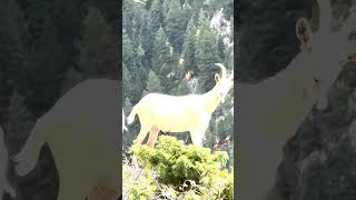 These two Mountain Goats live above our cabin #rockymountains