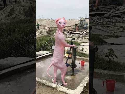 Billi 🐈‍⬛🐕 #ne#dance#kiya$🐈‍⬛#tibal#ke#pass##video #ko like##and#subscribe #kare 🐈‍⬛🐕🐕🐕