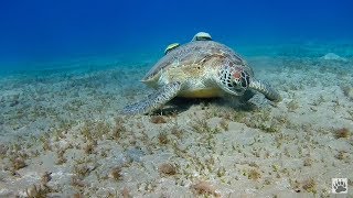 Marsa Alam Egypte