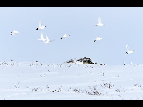 Magisk Fjällripjakt