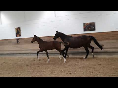 Hannoveraner Hengstfohlen von Valdiviani x Goethe