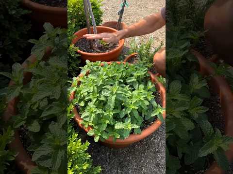 If you want to grow mint, here’s my suggestion for success! #shorts