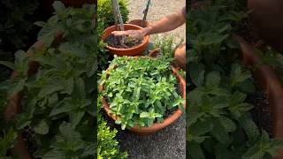 If you want to grow mint, here’s my suggestion for success!