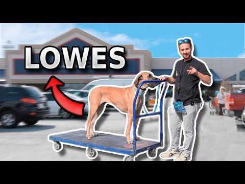 High Distraction Training with a GREAT DANE!!!