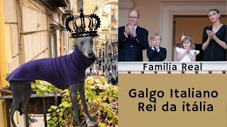 Galguinho rei da itália