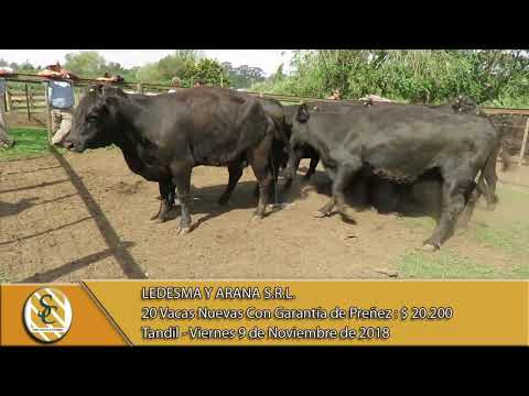 09-11-18 Venta de Vientres - Ledesma y Arana S.R.L. - Tandil