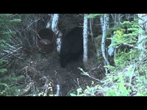 Monster NFLD Doug Turnbull Bear