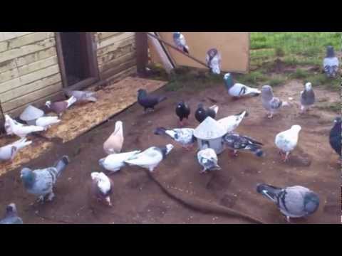 kaboter .duer  .koter  i norge . pellumate  ne norwije