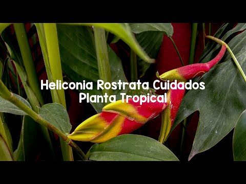 , title : 'Heliconia Rostrata Cuidados - una linda planta tropical para colocar en sus jardines  🍃'