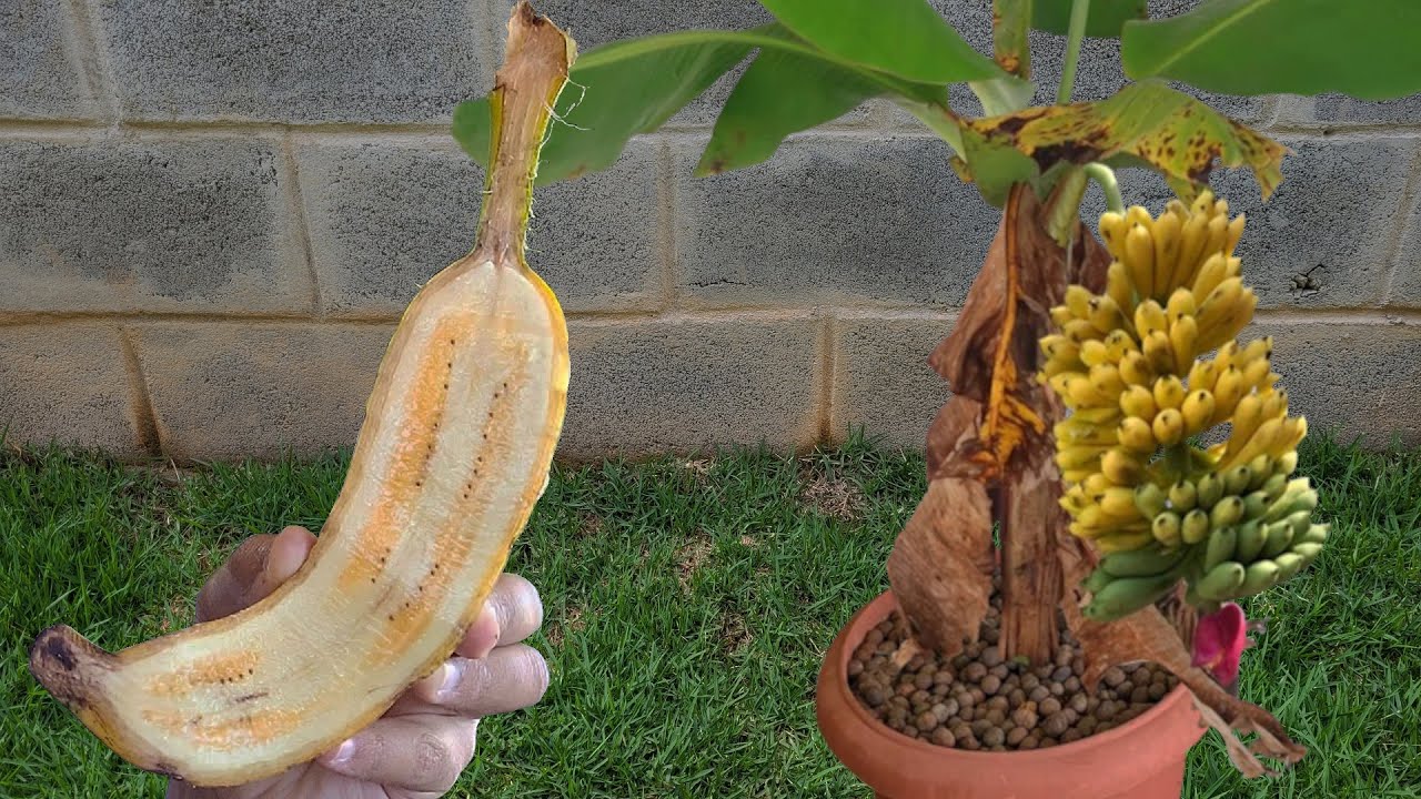 MORRIA E NÃO SABIA: Como plantar banana em vaso na horta caseira para colher rapidamente