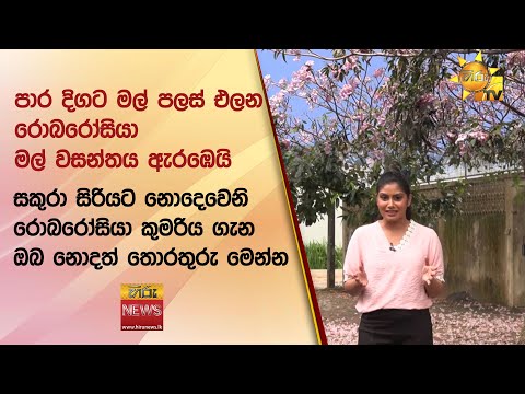 පාර දිගට මල් පලස් එලන රොබරෝසියා මල් වසන්තය ඇරඹෙයි - Hiru News