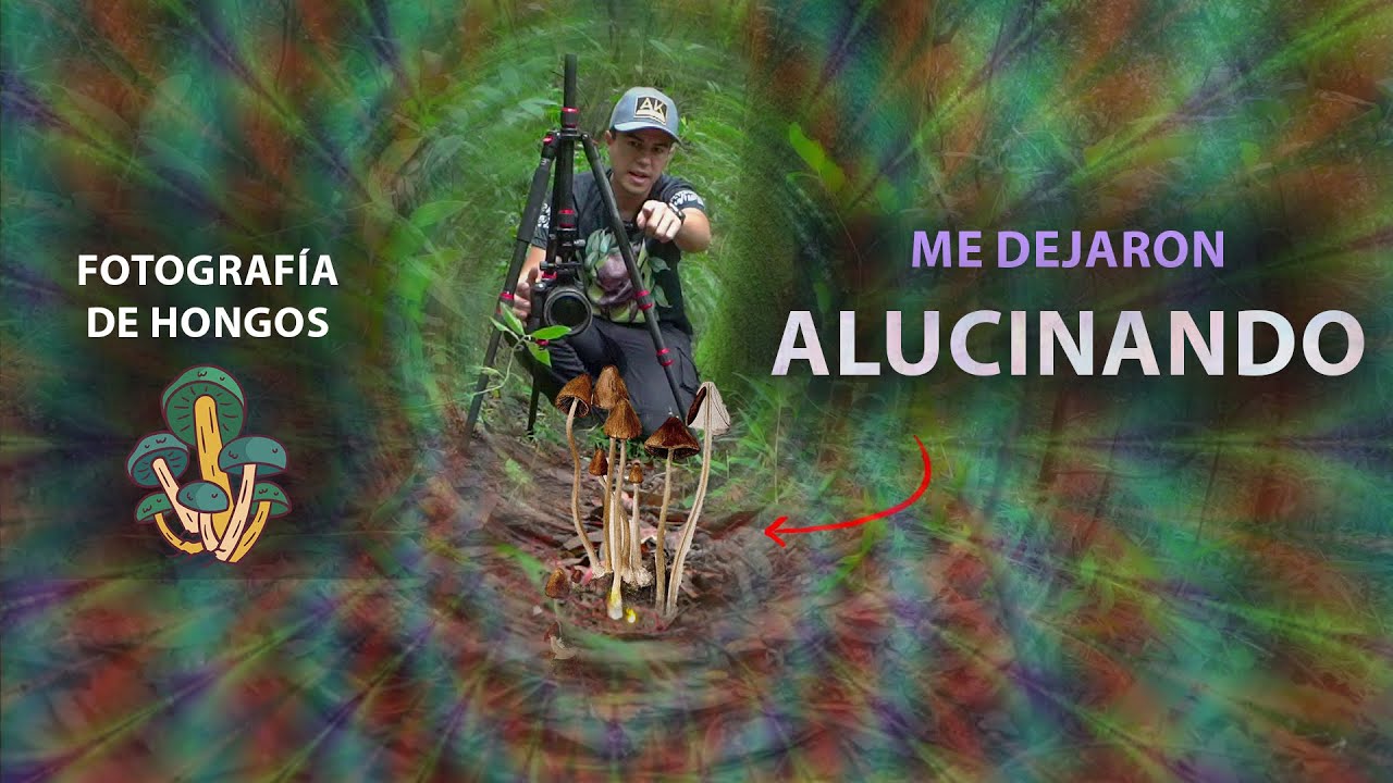 Estos HONGOS me dejaron ALUCINANDO  🍄​ Fotografía MACRO Reino Fungi