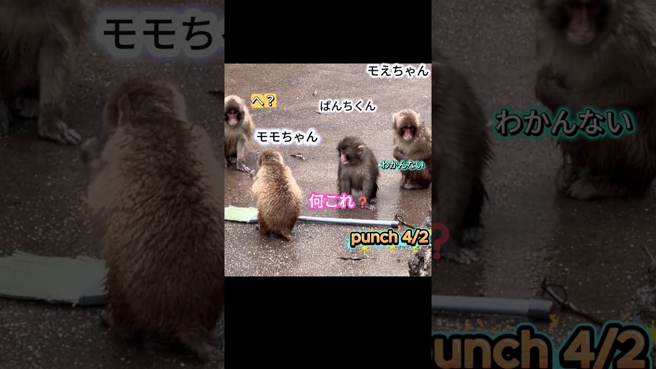 パンチくん＆モエちゃん＆モモちゃんのお掃除タイム😂 #パンチくん #punch #パンチ君 #animals #monkey #もえちゃん