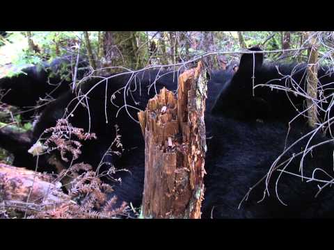 download lagu mp3 mp4 Black Bear Weaning Age, download lagu Black Bear Weaning Age gratis, unduh video klip Black Bear Weaning Age