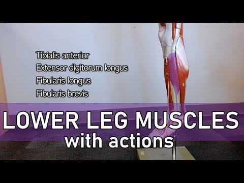 Lower Leg Muscles (with actions and labels)