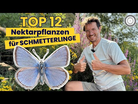 SO EASY! - Encouraging BUTTERFLIES in your own garden