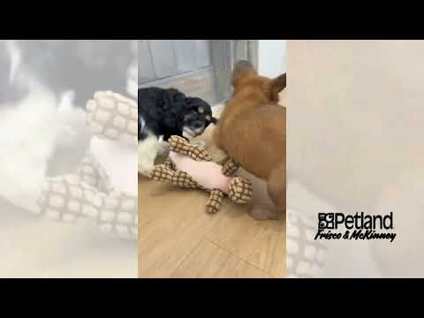 Cocker Spaniel - 40057 video preview