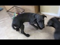 Girl Blue Great Dane Pups