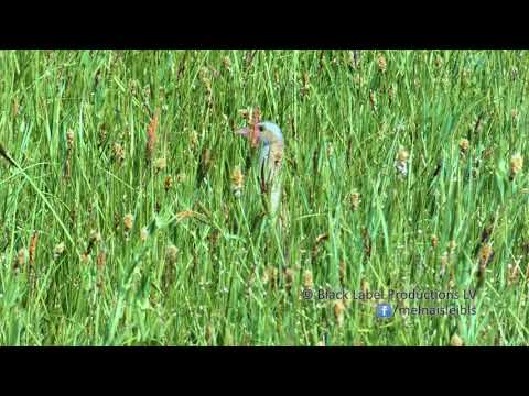 Grieze Crex crex | Latvijas putni / Latvian birds