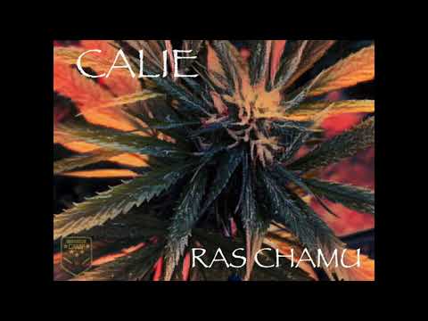 CALIE -RAS CHAMU