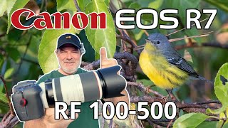 Canon R7 Migratory Bird Photography RF 100-500 Zoom Lens!