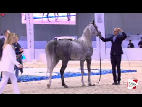 N.207 DON ANGELO SL - Dubai 2016 - Stallions 4-6 years old (Class 12)