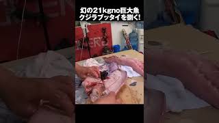 幻のフカセ対象魚クジラブッタイを捌く
