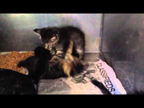 A450936 AND 4 KITTENS A450937-940 AT SAN BERNARDINO CITY SH