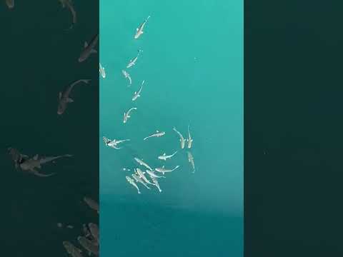 #shark swarm surrounds the #carnivalpride in #malaga #yikes #sharkweek