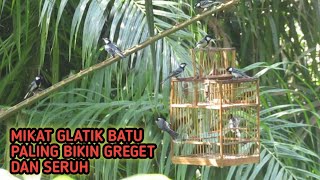 Download lagu The most exciting Glatik stone lure uses a trap cage 😜 mp3