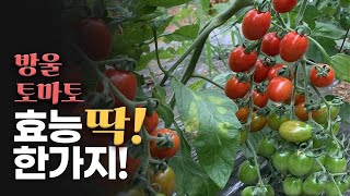 방울토마토... 너 보통 놈 아니구나?