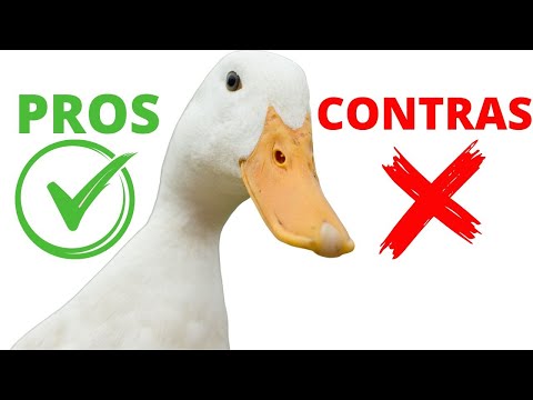 , title : '🦆 Pros y Contras De tener PATOS Antes De Tener Patos Ten en Cuenta ESTO! 💦'