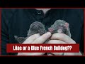 How to Tell if Your Puppy is a Lilac or a Blue French Bulldog